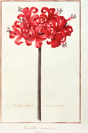 WikiOO.org - Encyclopedia of Fine Arts - Malba, Artwork Nicolas Robert - Narcissus