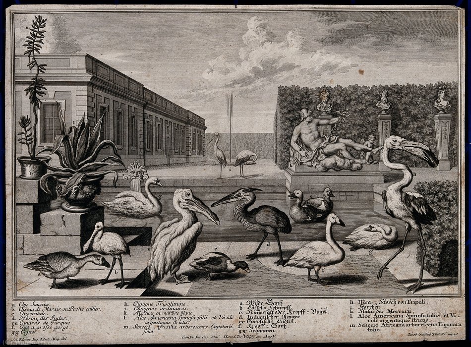 Wikioo.org - The Encyclopedia of Fine Arts - Painting, Artwork by Salomon Kleiner - A garden pond with nine large exotic birds, two potted plant