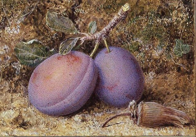 WikiOO.org - Enciclopédia das Belas Artes - Pintura, Arte por William Hough - Plums and a cob nut