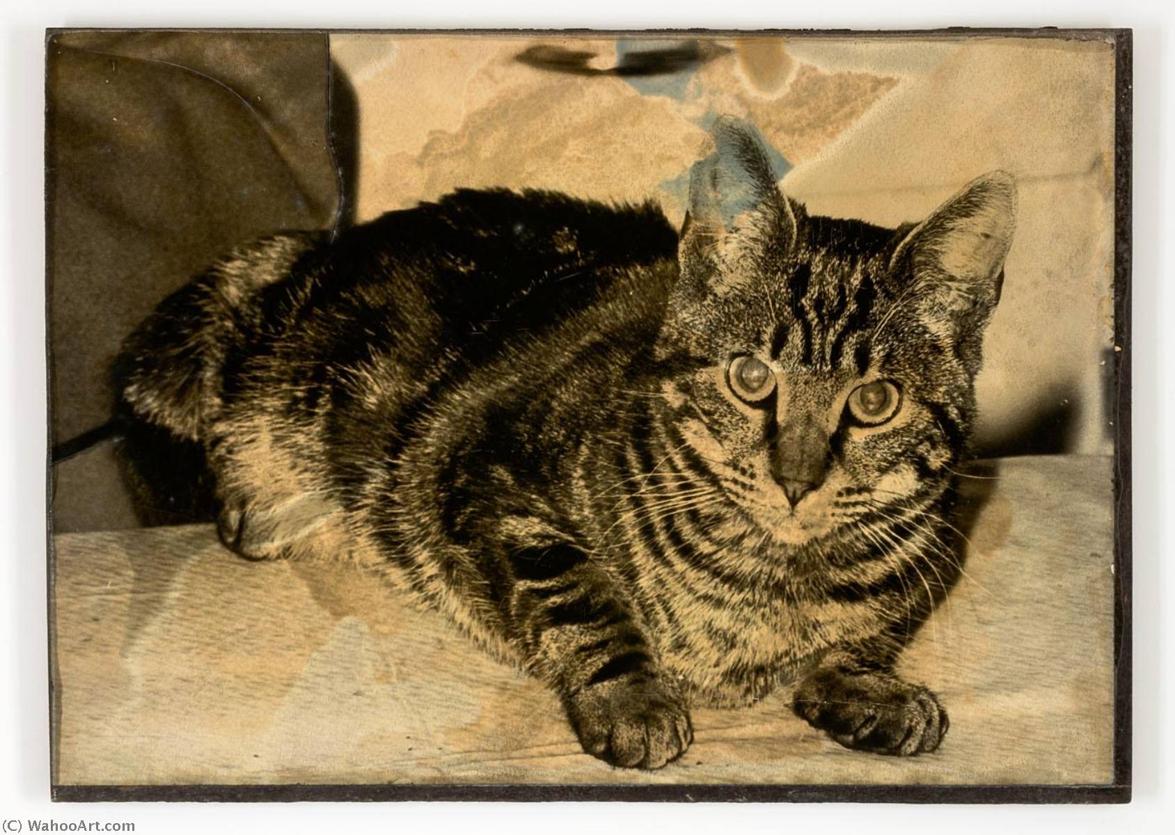 WikiOO.org – 美術百科全書 - 繪畫，作品 Joseph Cornell - 年命名 虎斑猫  猫  说谎  下降