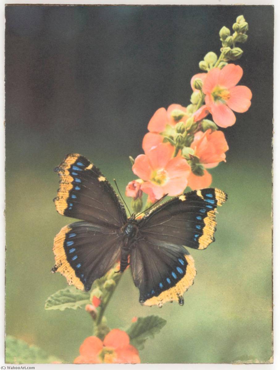 Wikioo.org - The Encyclopedia of Fine Arts - Painting, Artwork by Joseph Cornell - Untitled (butterfly on flower stalk)