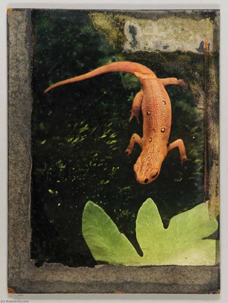 Wikioo.org - The Encyclopedia of Fine Arts - Painting, Artwork by Joseph Cornell - Newton's Newt