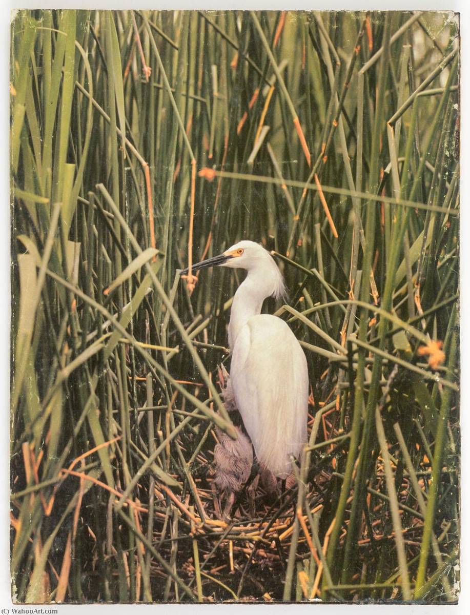 Wikioo.org - The Encyclopedia of Fine Arts - Painting, Artwork by Joseph Cornell - Untitled (egret in nest with young)