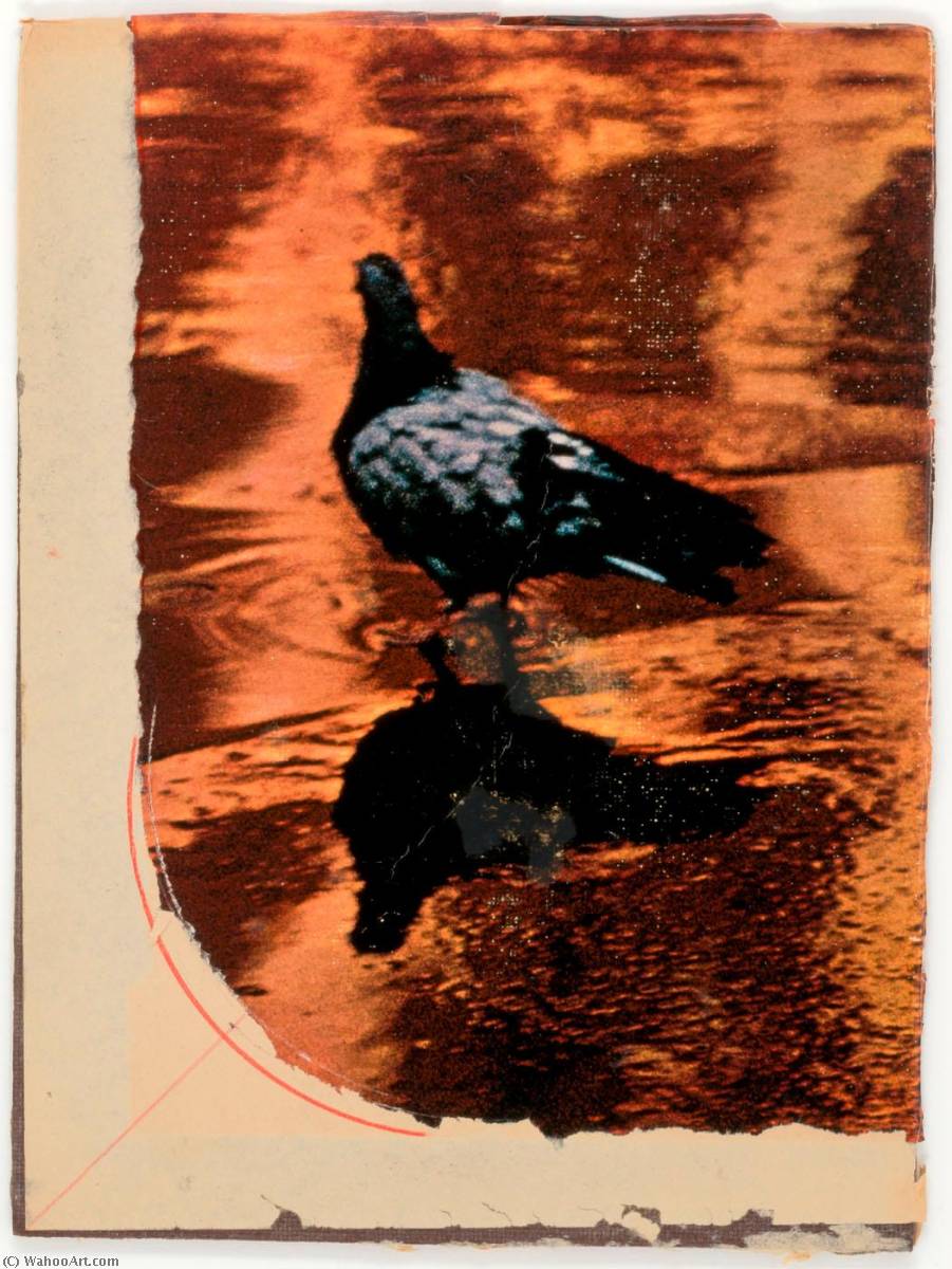 Wikioo.org - The Encyclopedia of Fine Arts - Painting, Artwork by Joseph Cornell - Untitled (photograph of pigeon reflected in water taken by Susan McCartney)