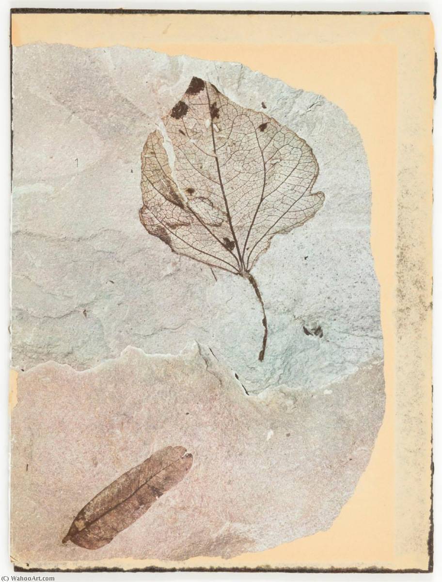 Wikioo.org - The Encyclopedia of Fine Arts - Painting, Artwork by Joseph Cornell - Untitled (two fossilized leaves)