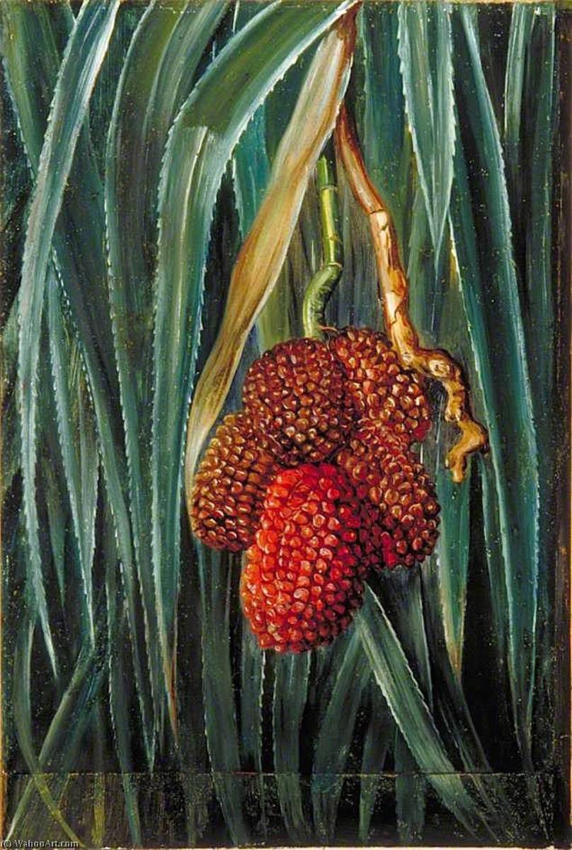 Wikioo.org - The Encyclopedia of Fine Arts - Painting, Artwork by Marianne North - Foliage and Fruit of a Small Screw Pine, Java