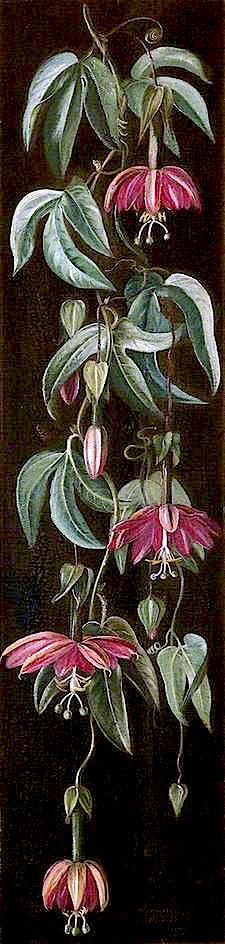 WikiOO.org - Encyclopedia of Fine Arts - Schilderen, Artwork Marianne North - Exotic Flowering Plant on a Black Background