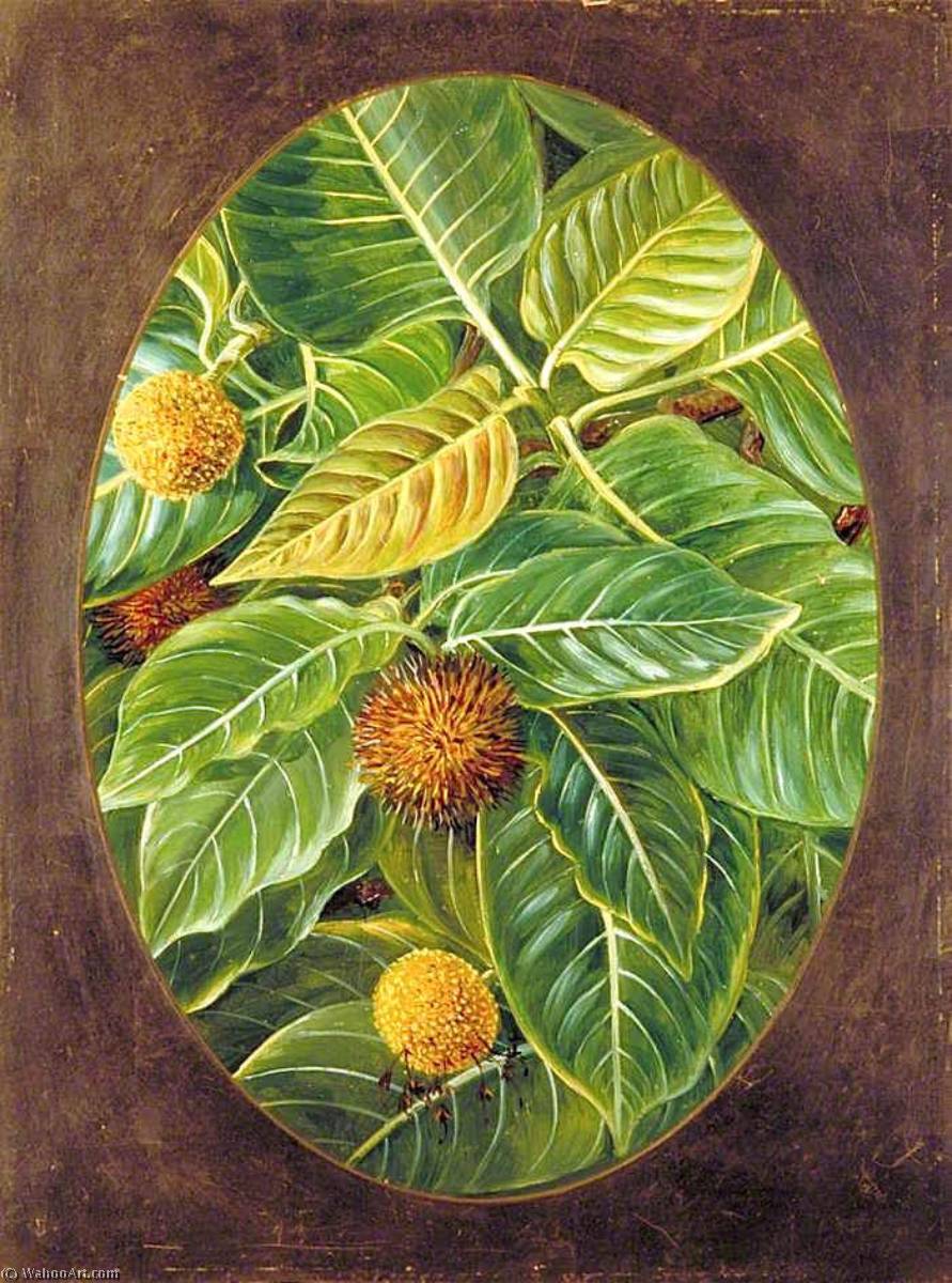 WikiOO.org - Enciklopedija dailės - Tapyba, meno kuriniai Marianne North - The Knobwood and Flowers of Natal