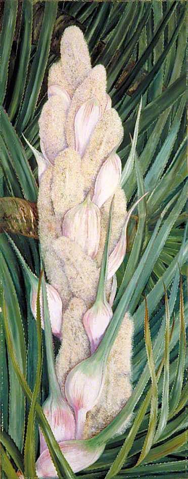 WikiOO.org - Enciklopedija dailės - Tapyba, meno kuriniai Marianne North - Male Inflorescence and Foliage of a Screw Pine, Natal