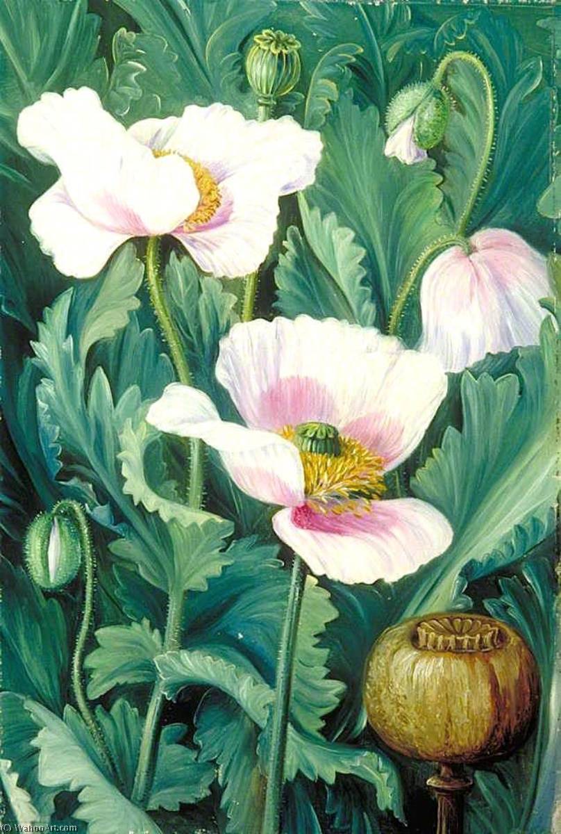 WikiOO.org - Encyclopedia of Fine Arts - Maľba, Artwork Marianne North - Foliage, Flowers and Seed Vessel of the Opium Poppy