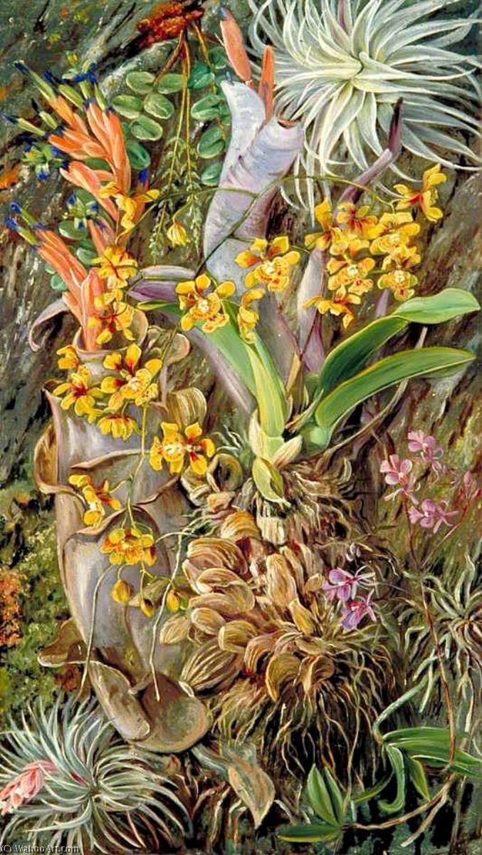 Wikioo.org - The Encyclopedia of Fine Arts - Painting, Artwork by Marianne North - Group of Epiphytal Orchids and Bromeliads, Brazil