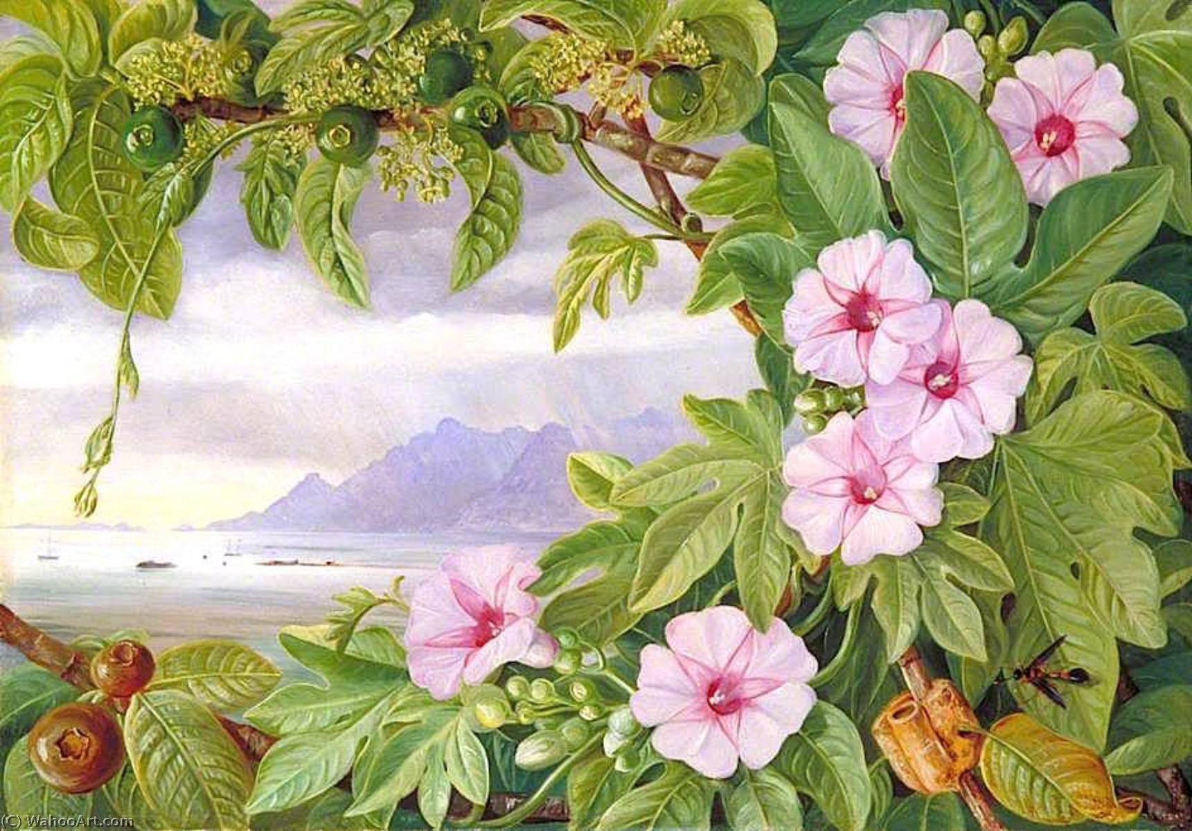 WikiOO.org - Encyclopedia of Fine Arts - Maleri, Artwork Marianne North - Ipomoea and Vavangue with Mahé Harbour in the Distance