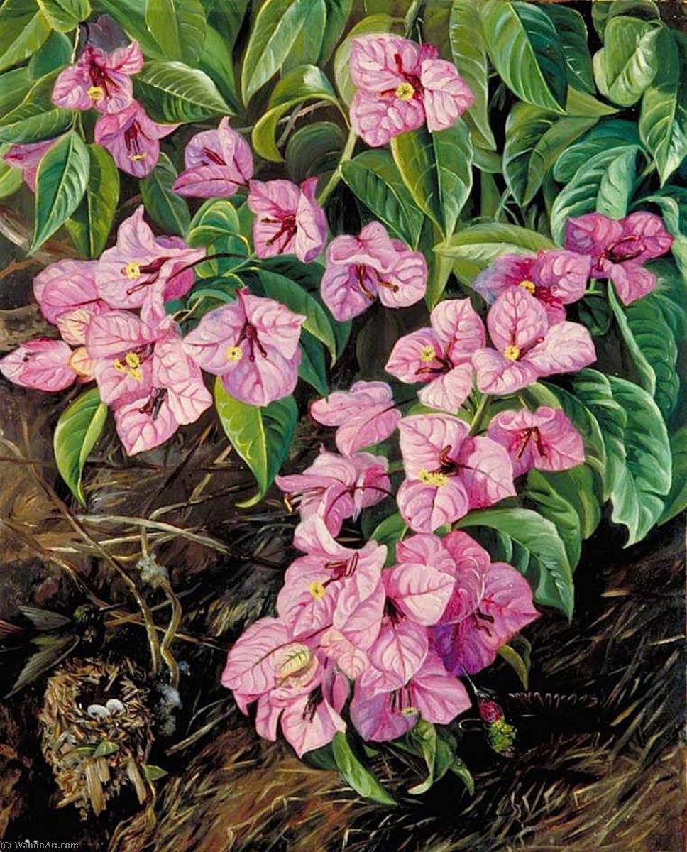Wikioo.org - The Encyclopedia of Fine Arts - Painting, Artwork by Marianne North - Foliage and Flowers of a Brazilian Climbing Shrub and Humming Birds