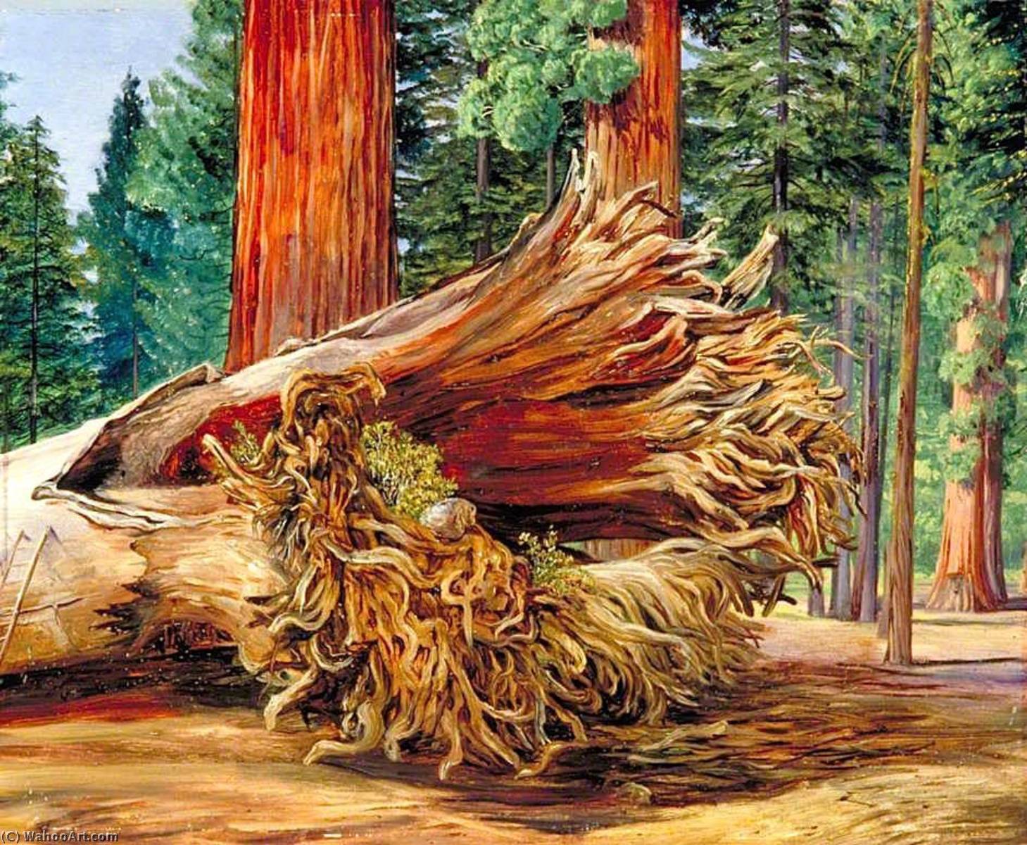 Wikioo.org - The Encyclopedia of Fine Arts - Painting, Artwork by Marianne North - A Fallen Giant, Calaveras Grove, California