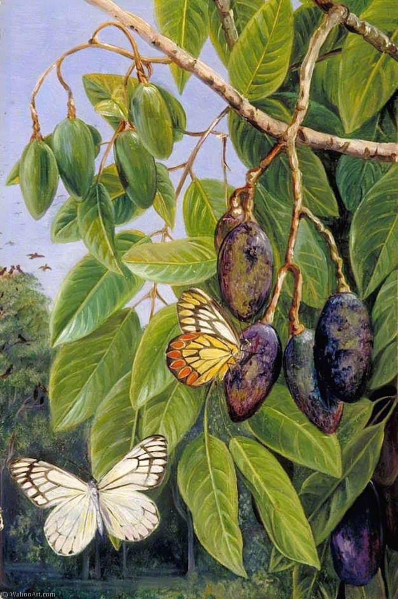 WikiOO.org - 백과 사전 - 회화, 삽화 Marianne North - Foliage and Fruit of the Kenari and Butterfly, Java