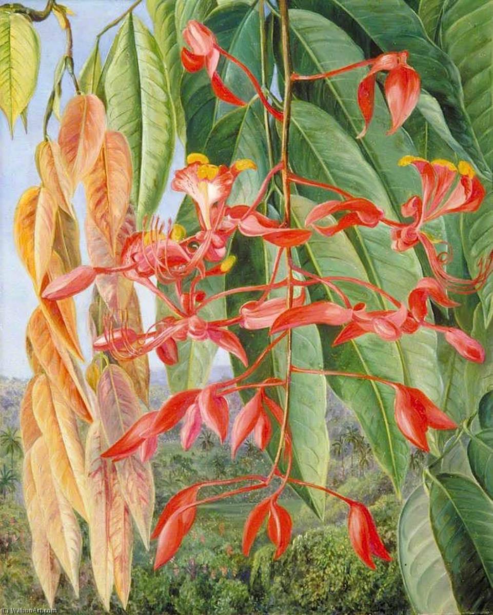 WikiOO.org - Encyclopedia of Fine Arts - Maľba, Artwork Marianne North - Foliage and Flowers of the Burmese Thaw Ka or Soka, Painted at Singapore
