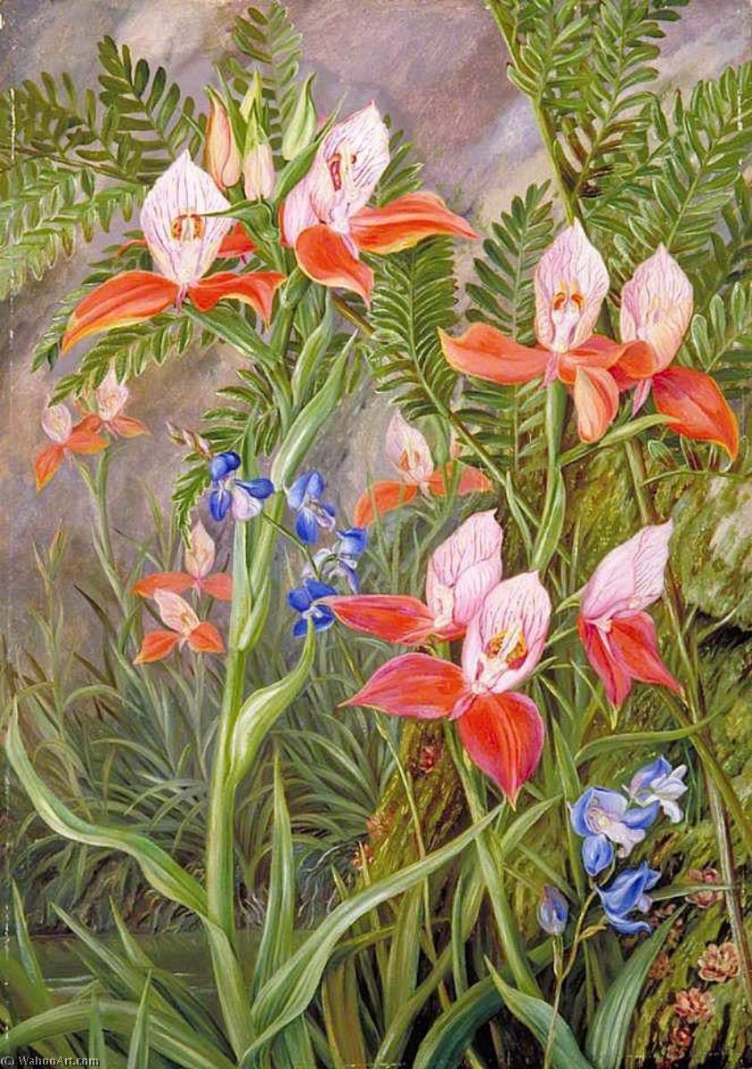 Wikioo.org - The Encyclopedia of Fine Arts - Painting, Artwork by Marianne North - The Glory of Table Mountain, Cape of Good Hope