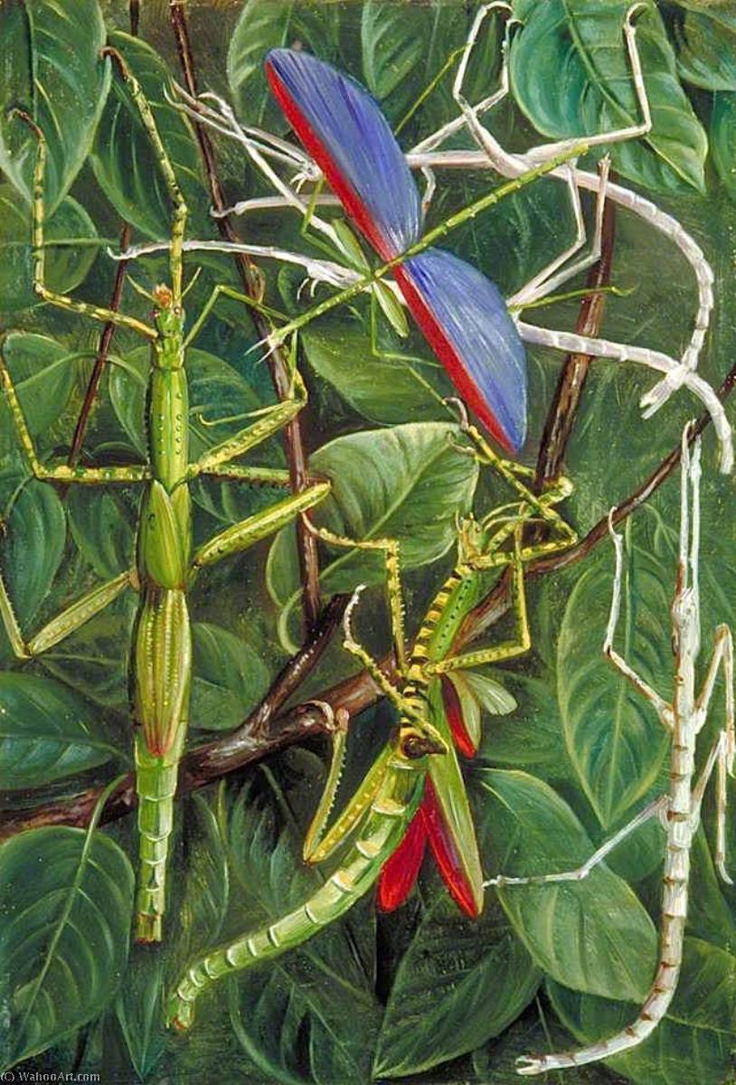 Wikioo.org – L'Encyclopédie des Beaux Arts - Peinture, Oeuvre de Marianne North - feuille insectes  et  bâton  insectes