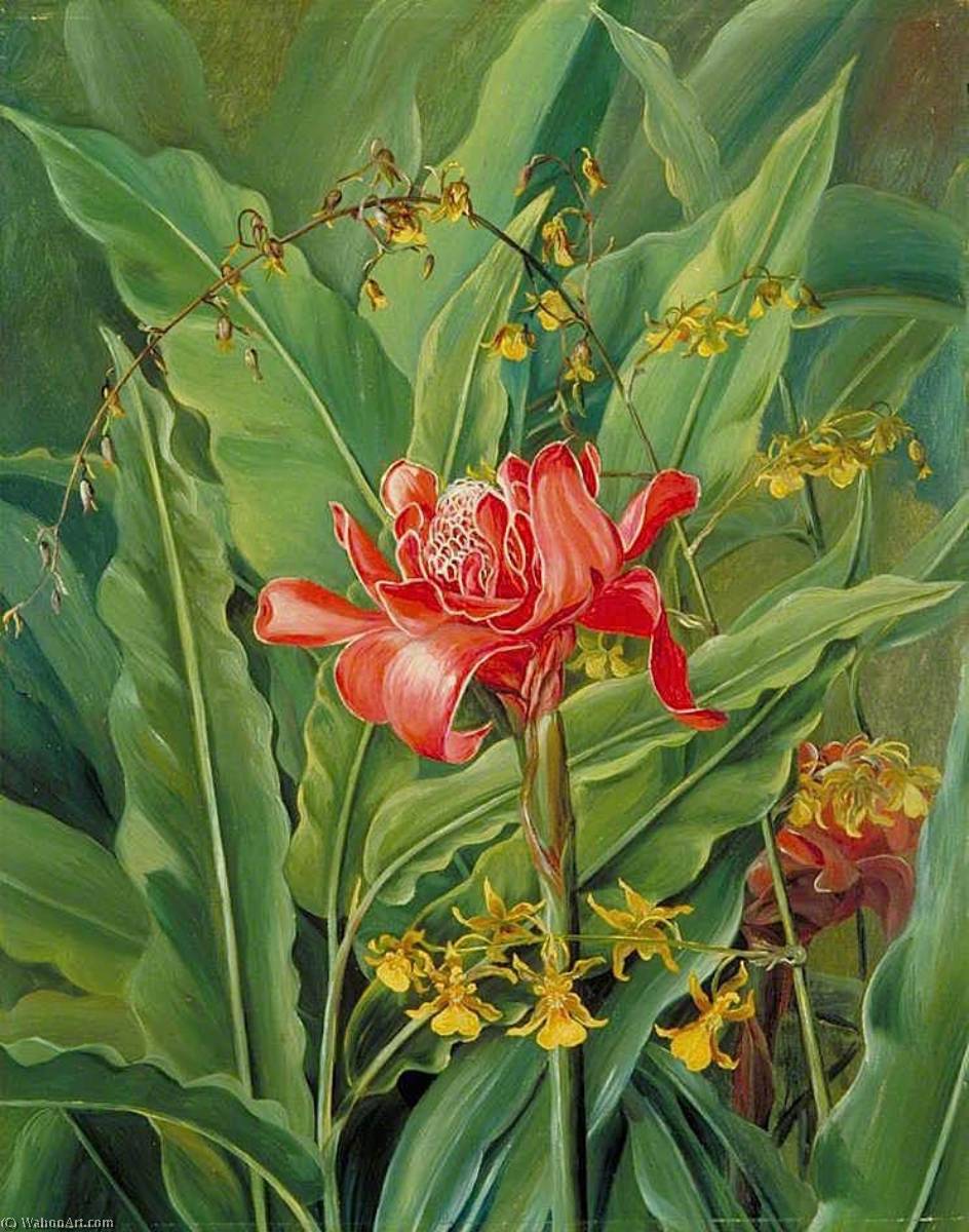 Wikioo.org – La Enciclopedia de las Bellas Artes - Pintura, Obras de arte de Marianne North - Follaje y Flores de un Madagascar Cultivar