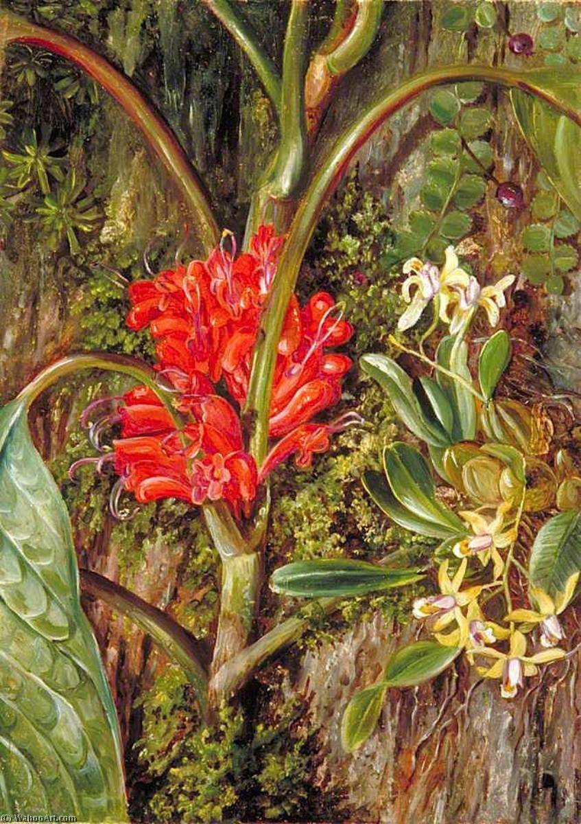 Wikioo.org - Die Enzyklopädie bildender Kunst - Malerei, Kunstwerk von Marianne North - Java Blumen