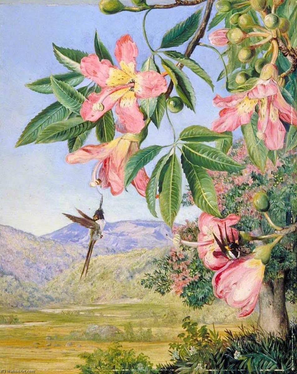 Wikioo.org - The Encyclopedia of Fine Arts - Painting, Artwork by Marianne North - Foliage and Flowers of a Chorisia and Double Crested Humming Birds, Brazil