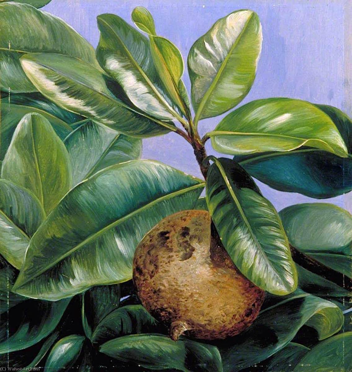 Wikioo.org - The Encyclopedia of Fine Arts - Painting, Artwork by Marianne North - Foliage and Fruit of Mammee Apple or South American Apricot