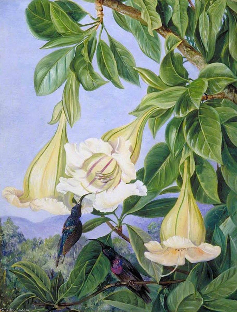 WikiOO.org – 美術百科全書 - 繪畫，作品 Marianne North - 枝叶和 鲜花 一个 热带 美国 灌木 和金银花