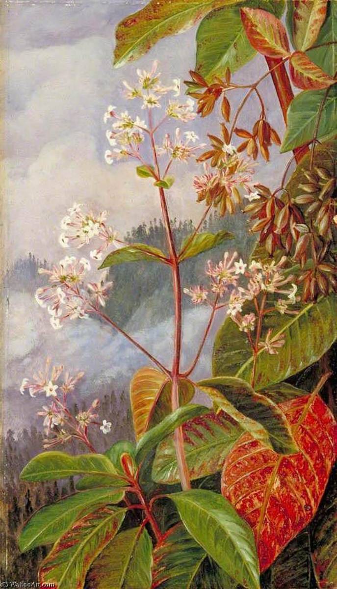 Wikioo.org - The Encyclopedia of Fine Arts - Painting, Artwork by Marianne North - Foliage, Flowers and Seed Vessels of a Peruvian Bark Tree