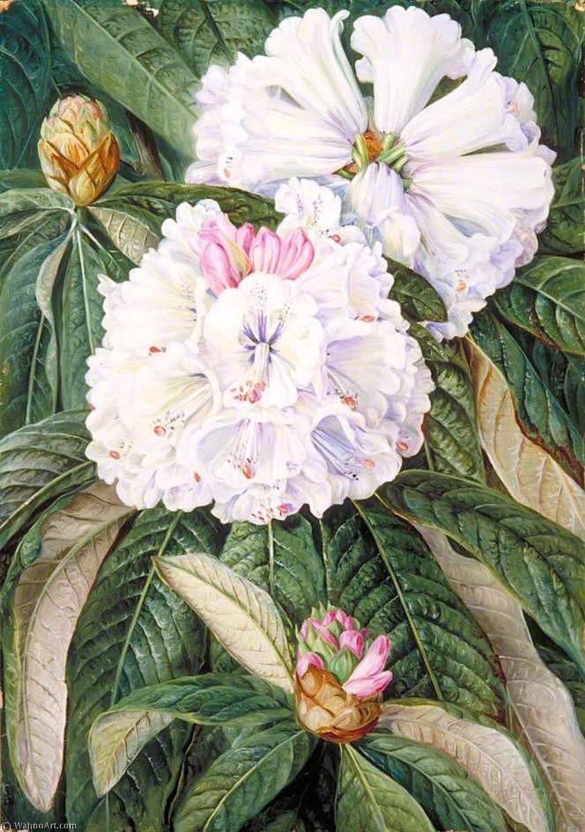 Wikioo.org - The Encyclopedia of Fine Arts - Painting, Artwork by Marianne North - Foliage and Flowers of the Indian Rhododendron grande