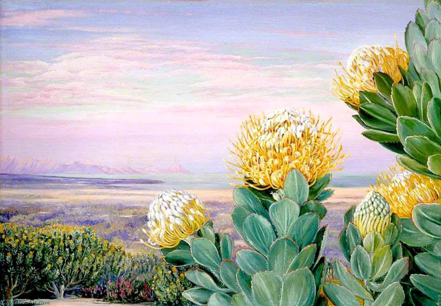 Wikioo.org - The Encyclopedia of Fine Arts - Painting, Artwork by Marianne North - Krippelboom with False Bay in the Distance, South Africa