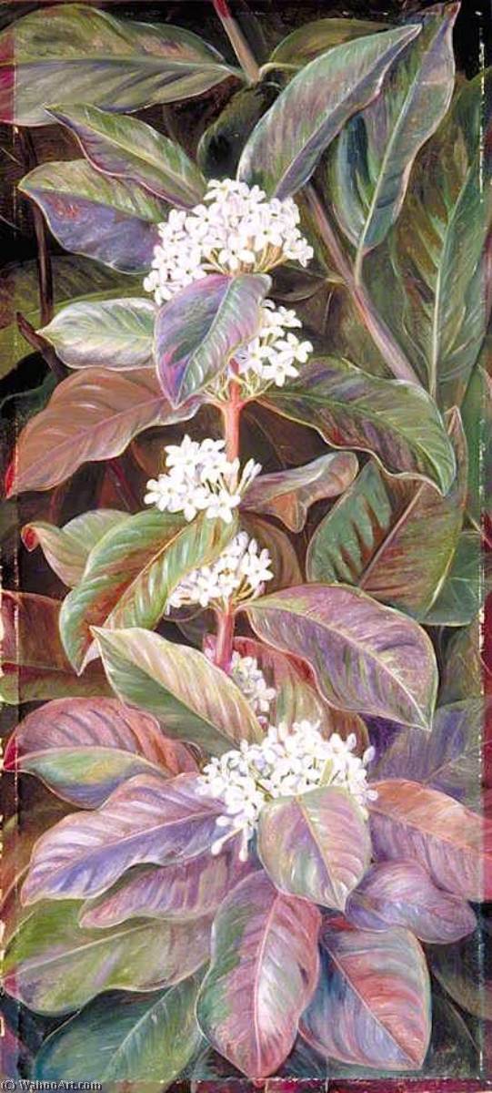 Wikioo.org - The Encyclopedia of Fine Arts - Painting, Artwork by Marianne North - Foliage and Flowers of a South African Tree, Beautiful but Poisonous