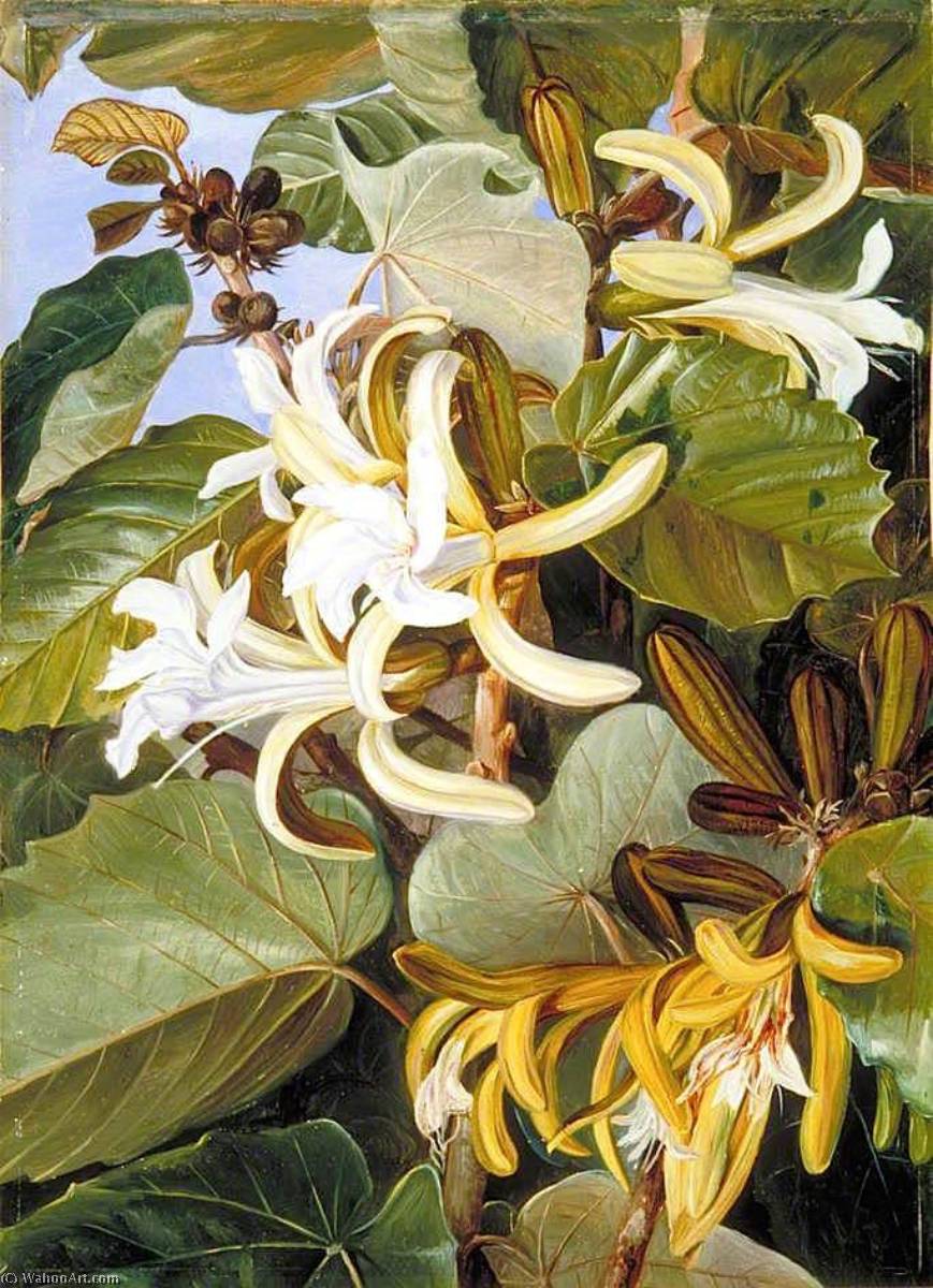 Wikioo.org - The Encyclopedia of Fine Arts - Painting, Artwork by Marianne North - Foliage and Flowers of an Indian Forest Tree of Great Beauty