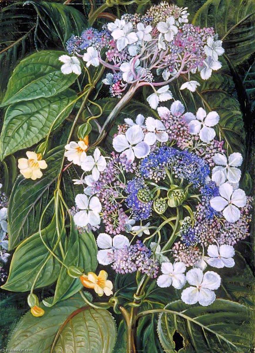 WikiOO.org - אנציקלופדיה לאמנויות יפות - ציור, יצירות אמנות Marianne North - Flowers of Darjeeling, India