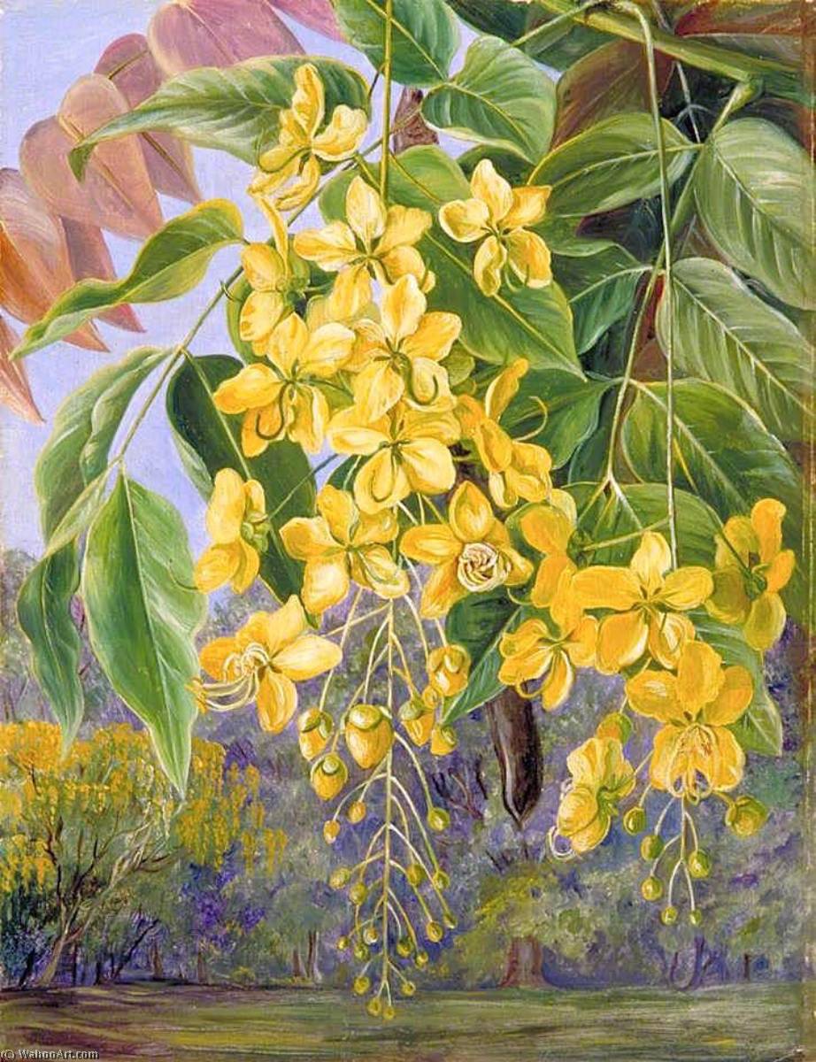 WikiOO.org - אנציקלופדיה לאמנויות יפות - ציור, יצירות אמנות Marianne North - Foliage and Flowers and a Pod of the Amaltas or Indian Laburnum