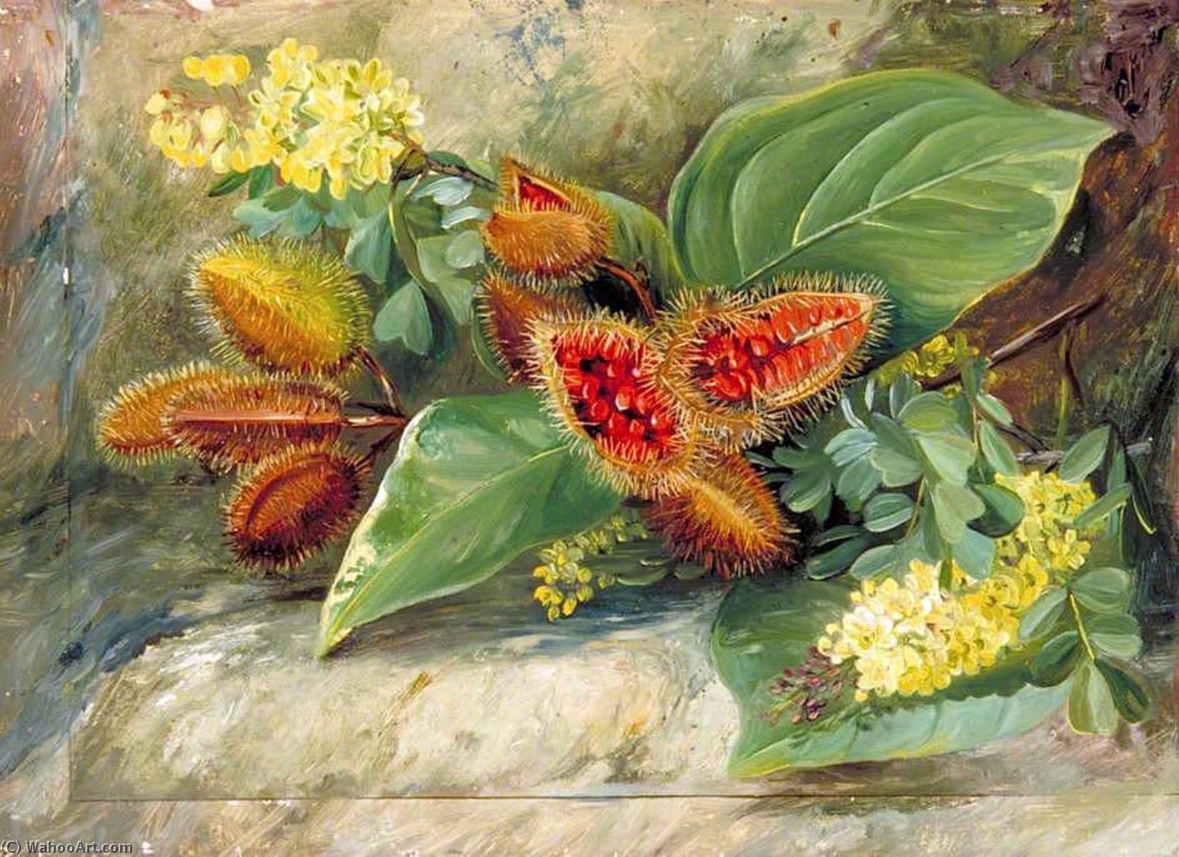 Wikioo.org - The Encyclopedia of Fine Arts - Painting, Artwork by Marianne North - Foliage and Fruit of Arnatto and Foliage and Flowers of Logwood, Jamaica