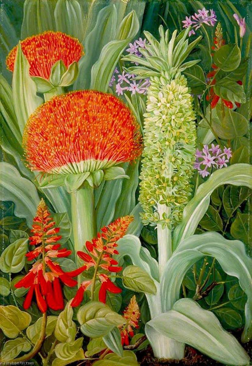 WikiOO.org - Encyclopedia of Fine Arts - Maľba, Artwork Marianne North - Haemanthus and Other South African Flowers