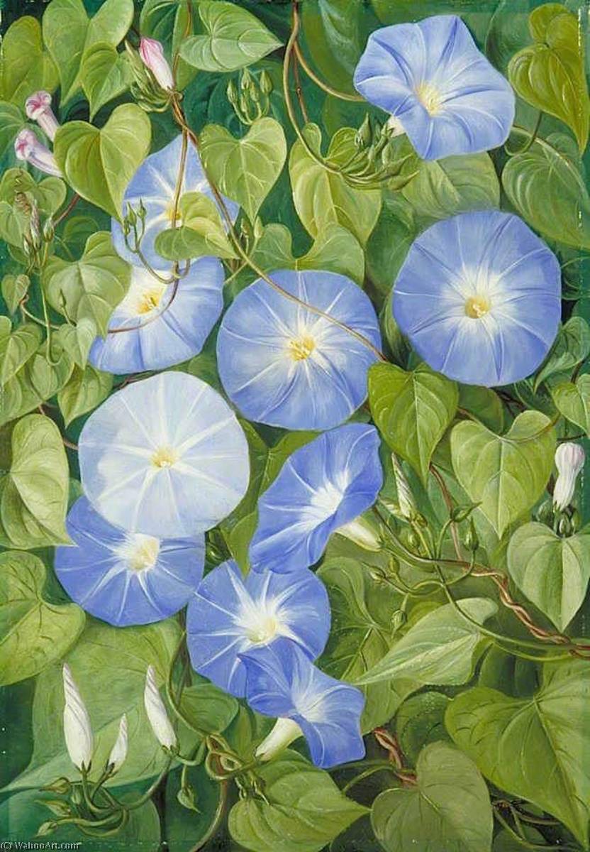 Wikioo.org - The Encyclopedia of Fine Arts - Painting, Artwork by Marianne North - Morning Glory, Natal
