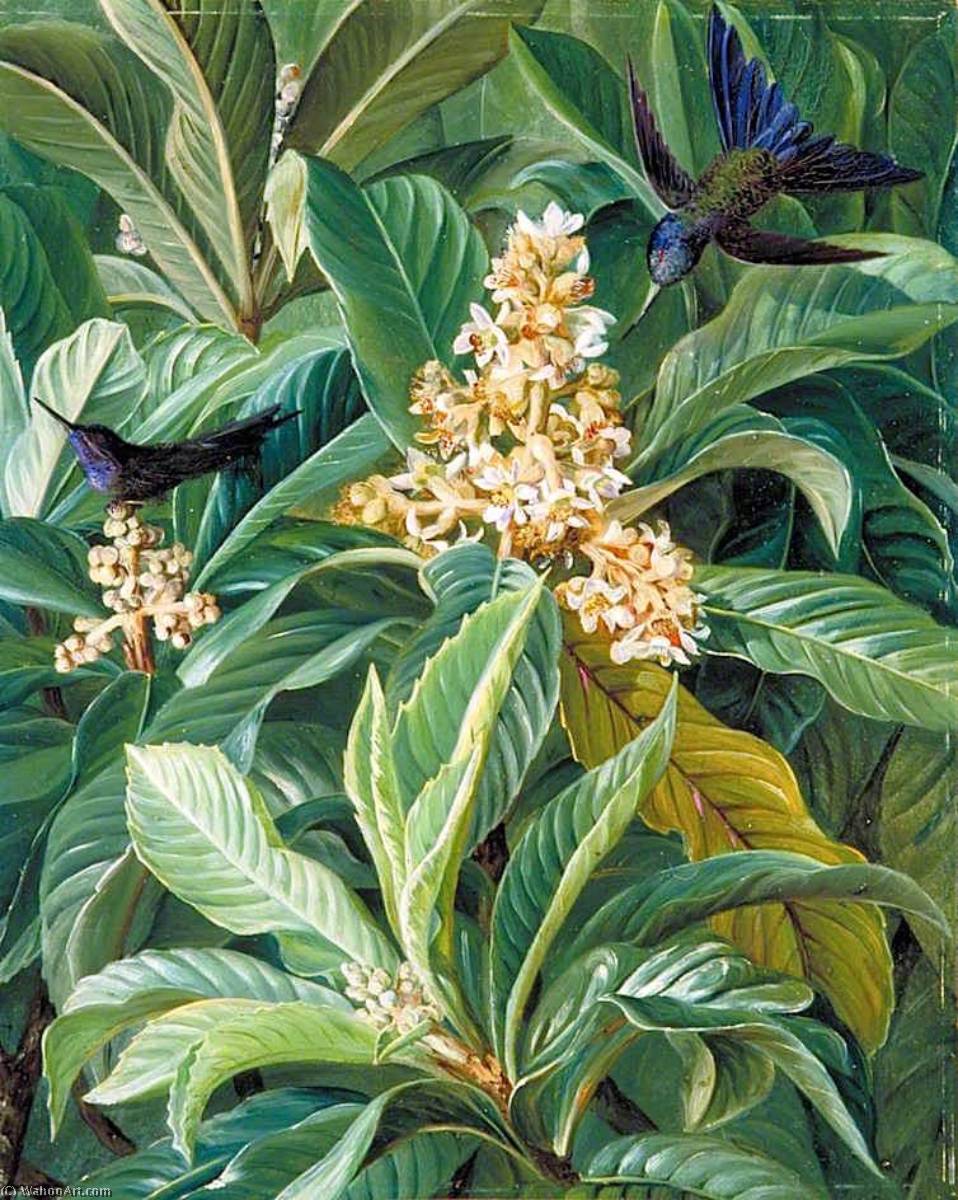 Wikioo.org - The Encyclopedia of Fine Arts - Painting, Artwork by Marianne North - Foliage and Flowers of the Loquat or Japanese Medlar