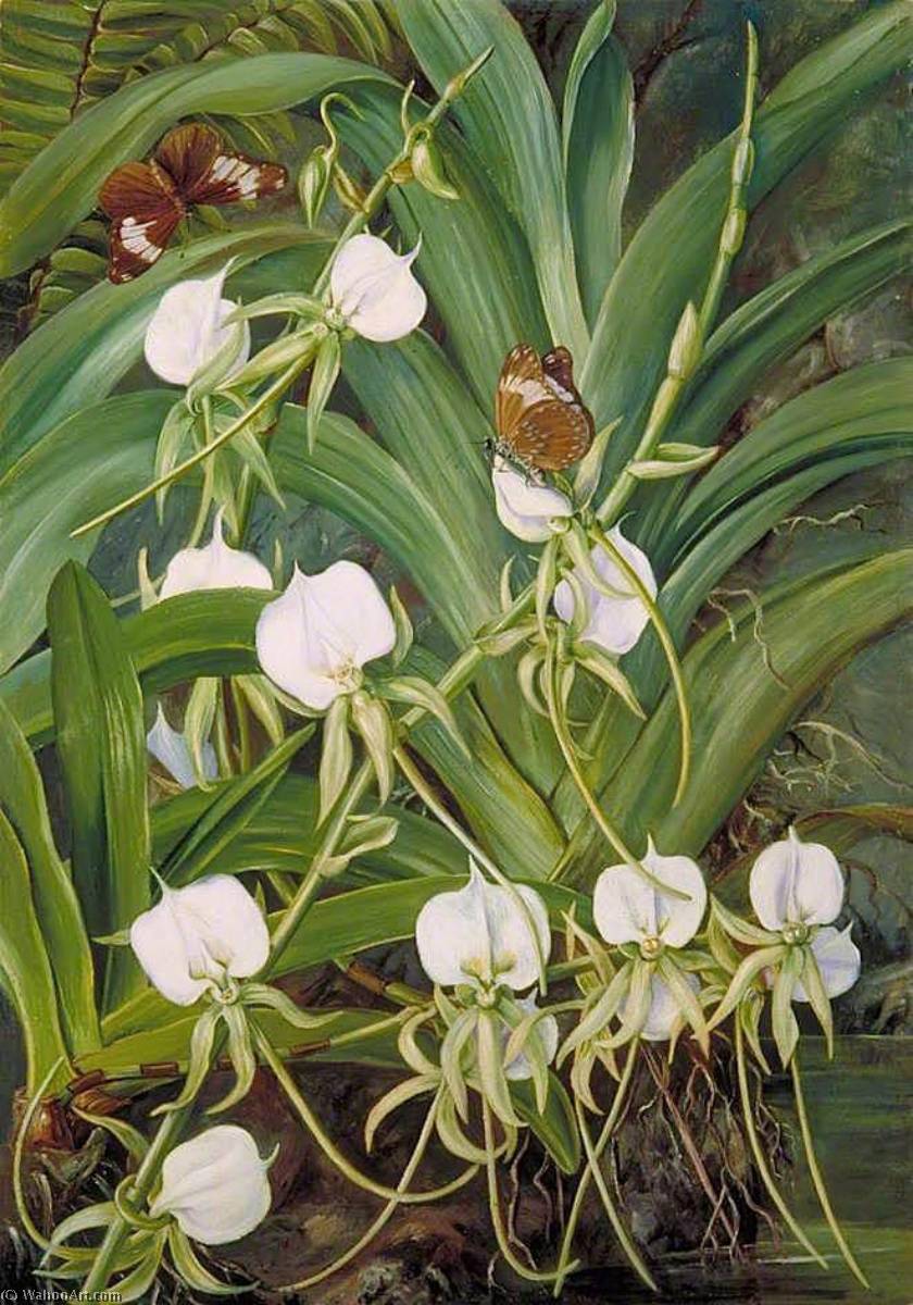 Wikioo.org - The Encyclopedia of Fine Arts - Painting, Artwork by Marianne North - A Native Orchid and Butterflies, Mahé, Seychelles