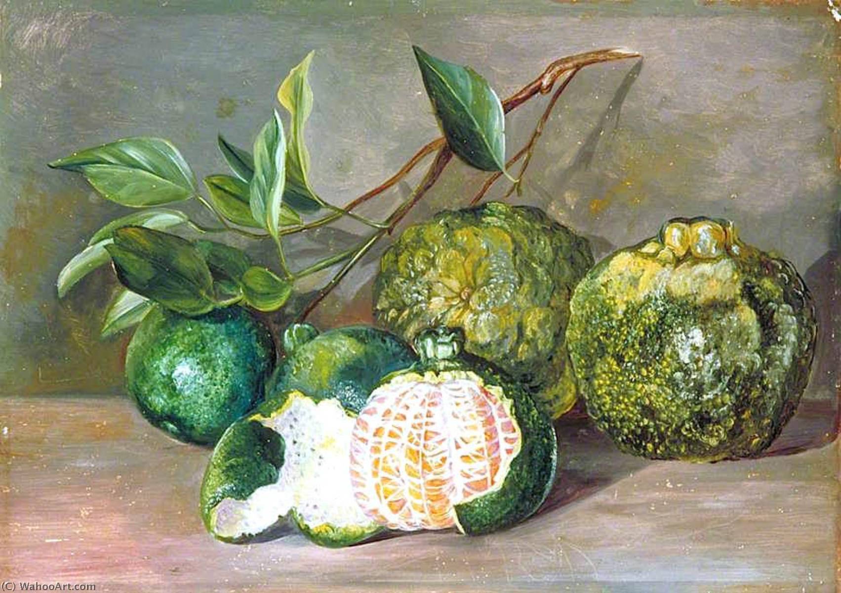 Wikioo.org - The Encyclopedia of Fine Arts - Painting, Artwork by Marianne North - Loose Skinned Orange of Colombo, Ceylon