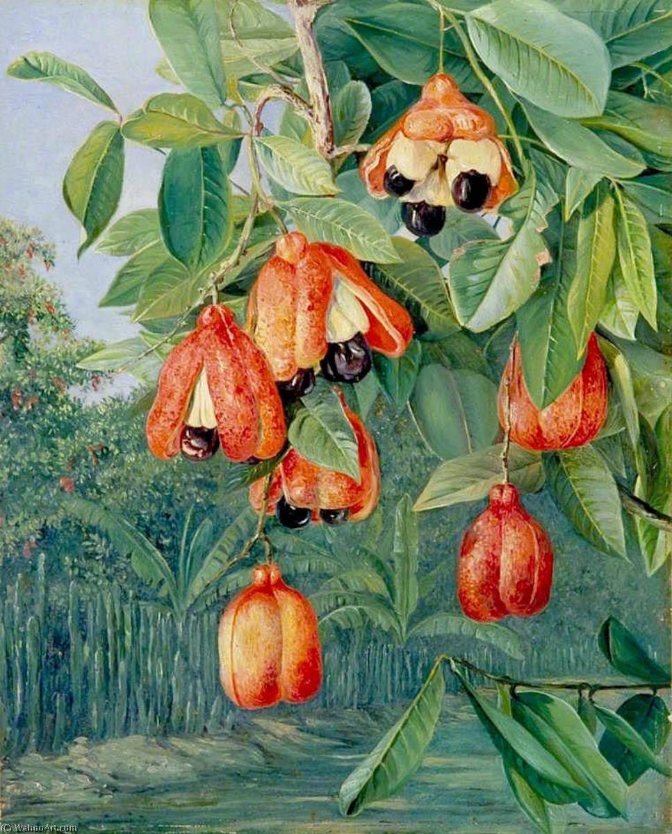 Wikioo.org - The Encyclopedia of Fine Arts - Painting, Artwork by Marianne North - Foliage and Fruit of the Akee, Jamaica