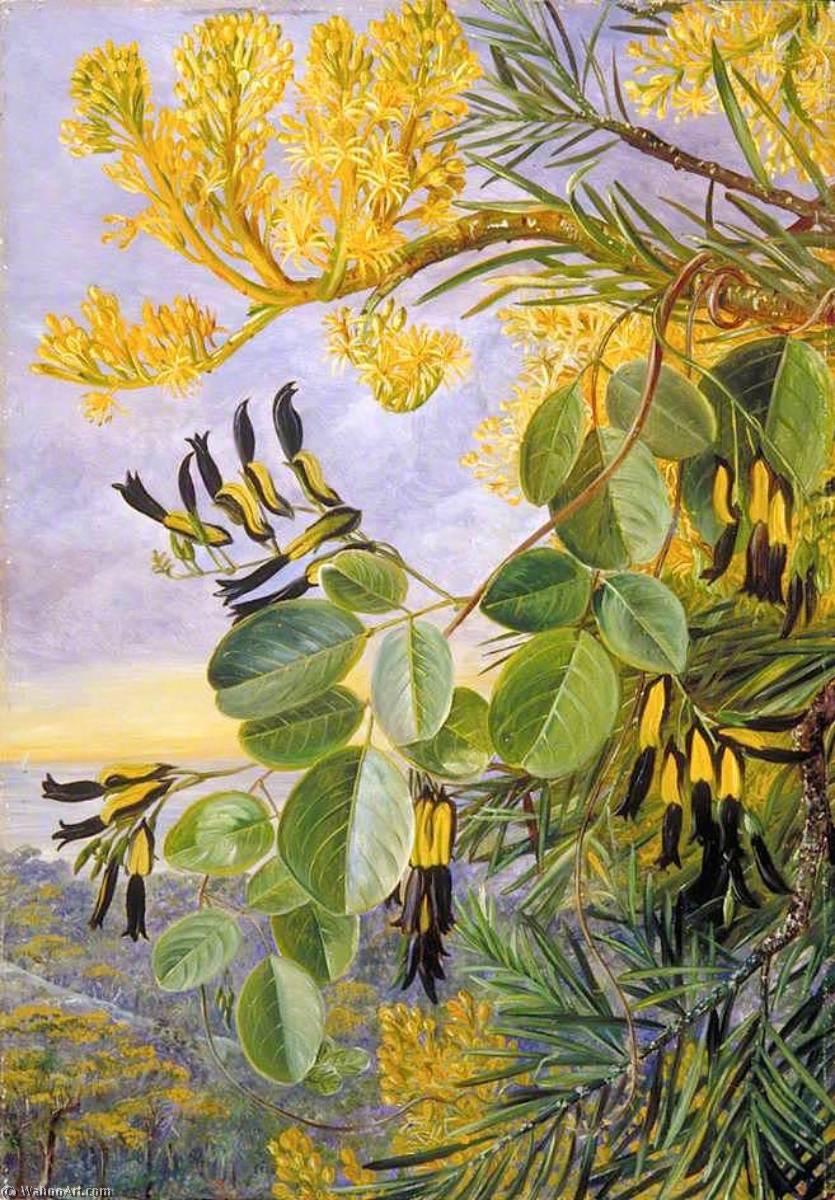 Wikioo.org - The Encyclopedia of Fine Arts - Painting, Artwork by Marianne North - Flowers of the Flame Tree and Yellow and Black Twiner, West Australia