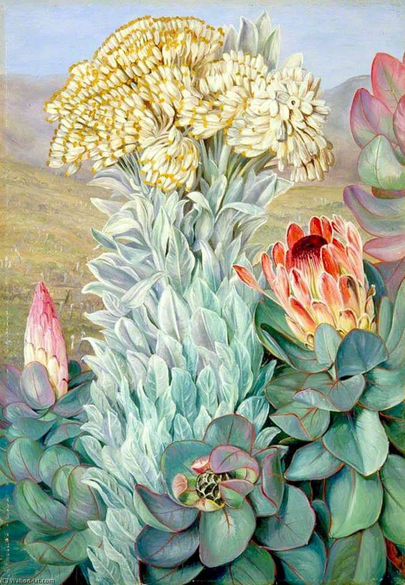 WikiOO.org - 백과 사전 - 회화, 삽화 Marianne North - Giant Everlasting and Protea on the Hills near Port Elizabeth