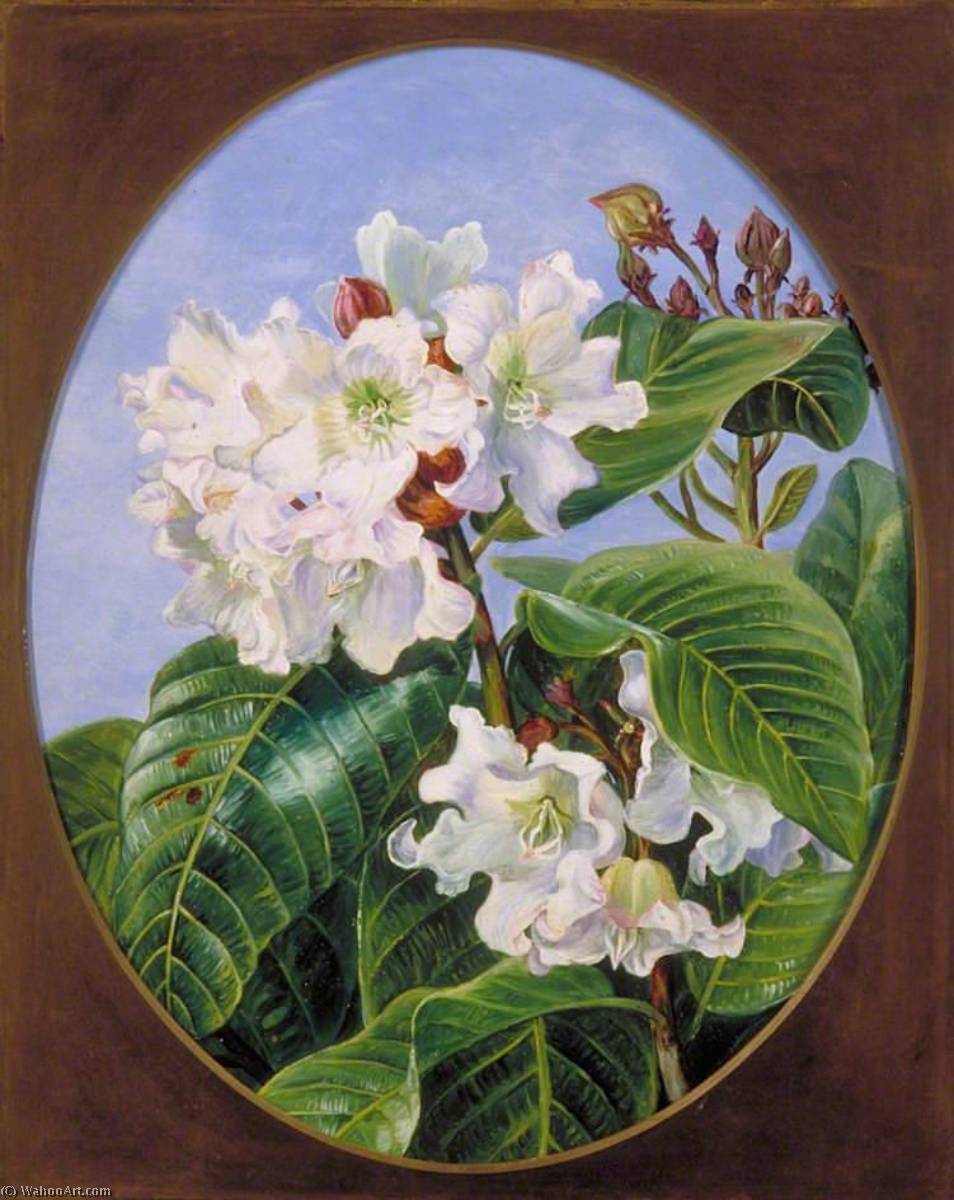 WikiOO.org - 백과 사전 - 회화, 삽화 Marianne North - Foliage and Flowers of an Indian Climbing Evergreen Shrub