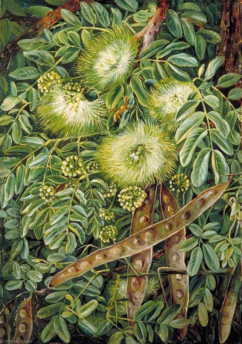 Wikioo.org - The Encyclopedia of Fine Arts - Painting, Artwork by Marianne North - Foliage, Flowers and Seed Vessels of an Indian Tree