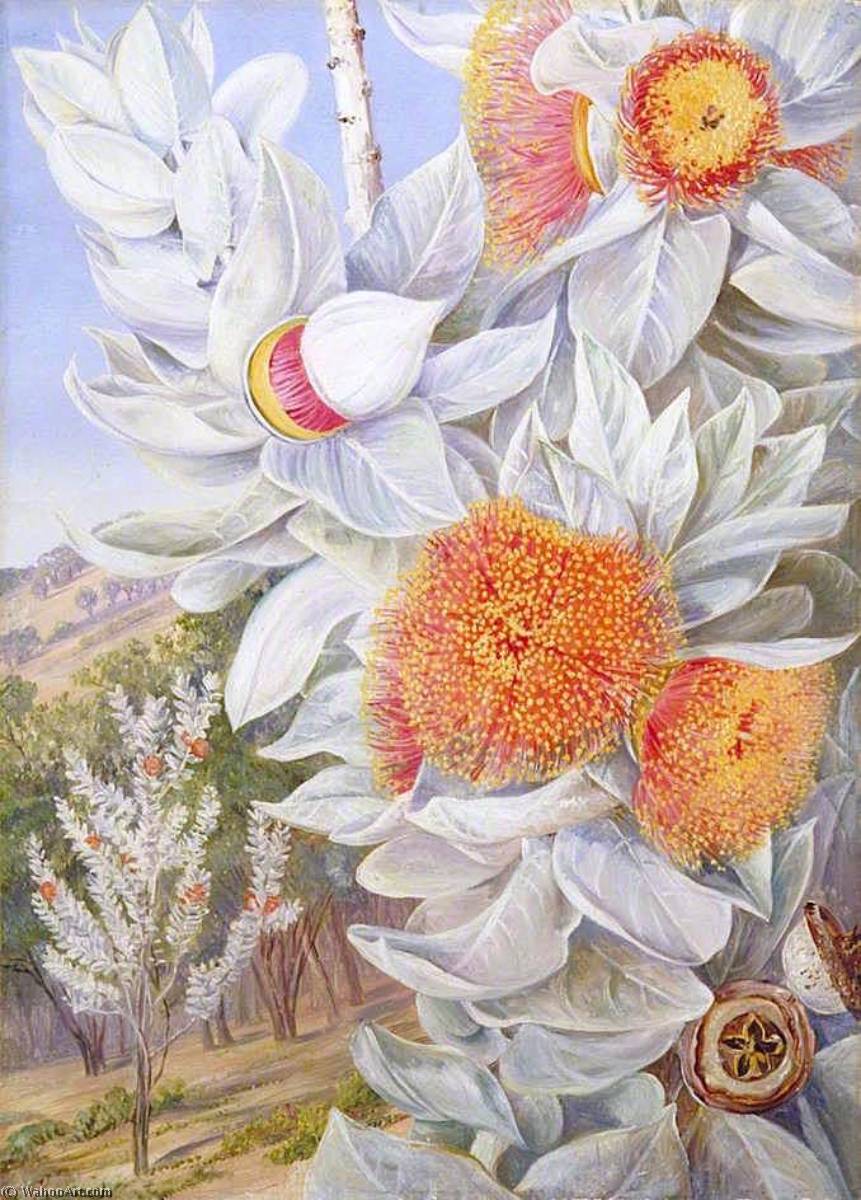 Wikioo.org – L'Enciclopedia delle Belle Arti - Pittura, Opere di Marianne North - Fogliame , Fiori e Seme Vasi di un raro Ovest Australiano Arbusto