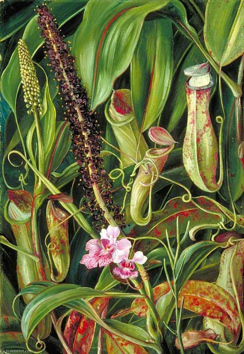 Wikioo.org – L'Encyclopédie des Beaux Arts - Peinture, Oeuvre de Marianne North - Feuillage , Pichets et fleurs d'un Bornéo sarracénie , et un Orchidée