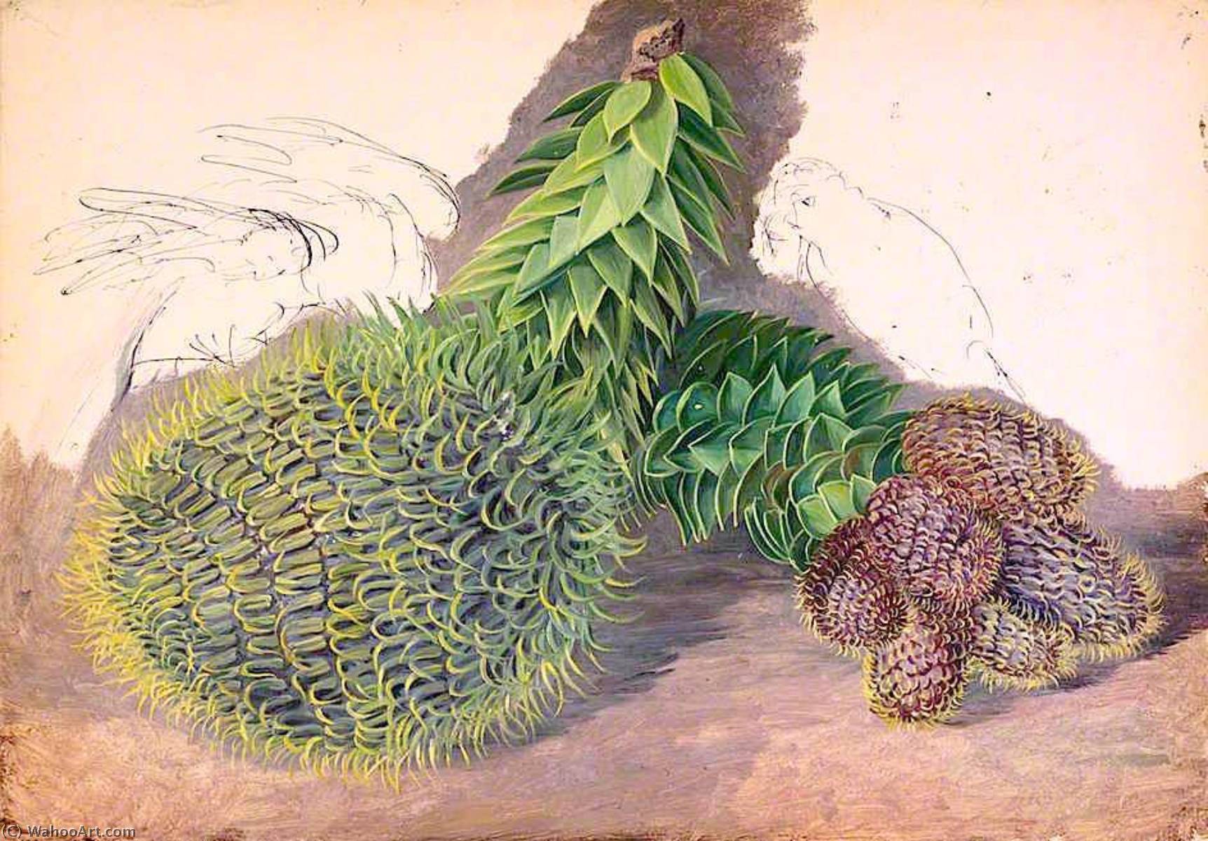 WikiOO.org - Enciclopedia of Fine Arts - Pictura, lucrări de artă Marianne North - Male Cones of Araucaria araucana
