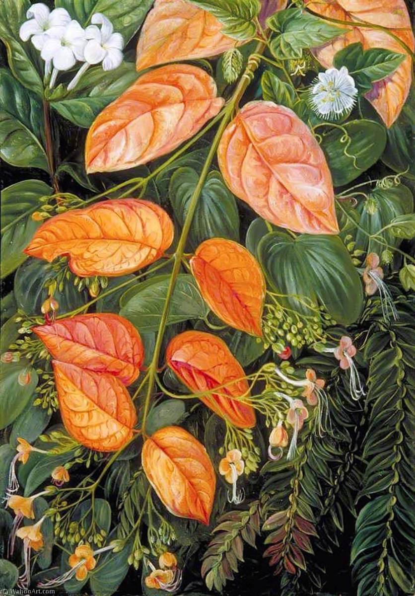 WikiOO.org - Enciclopédia das Belas Artes - Pintura, Arte por Marianne North - Flowers of Sarawak, Borneo