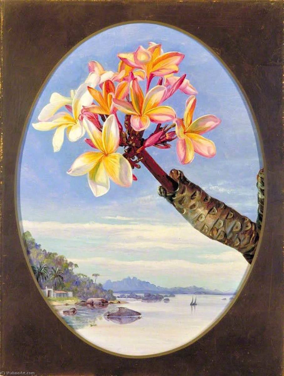 Wikioo.org – La Enciclopedia de las Bellas Artes - Pintura, Obras de arte de Marianne North - Flores de jasmine mango o frangipani , Brasil
